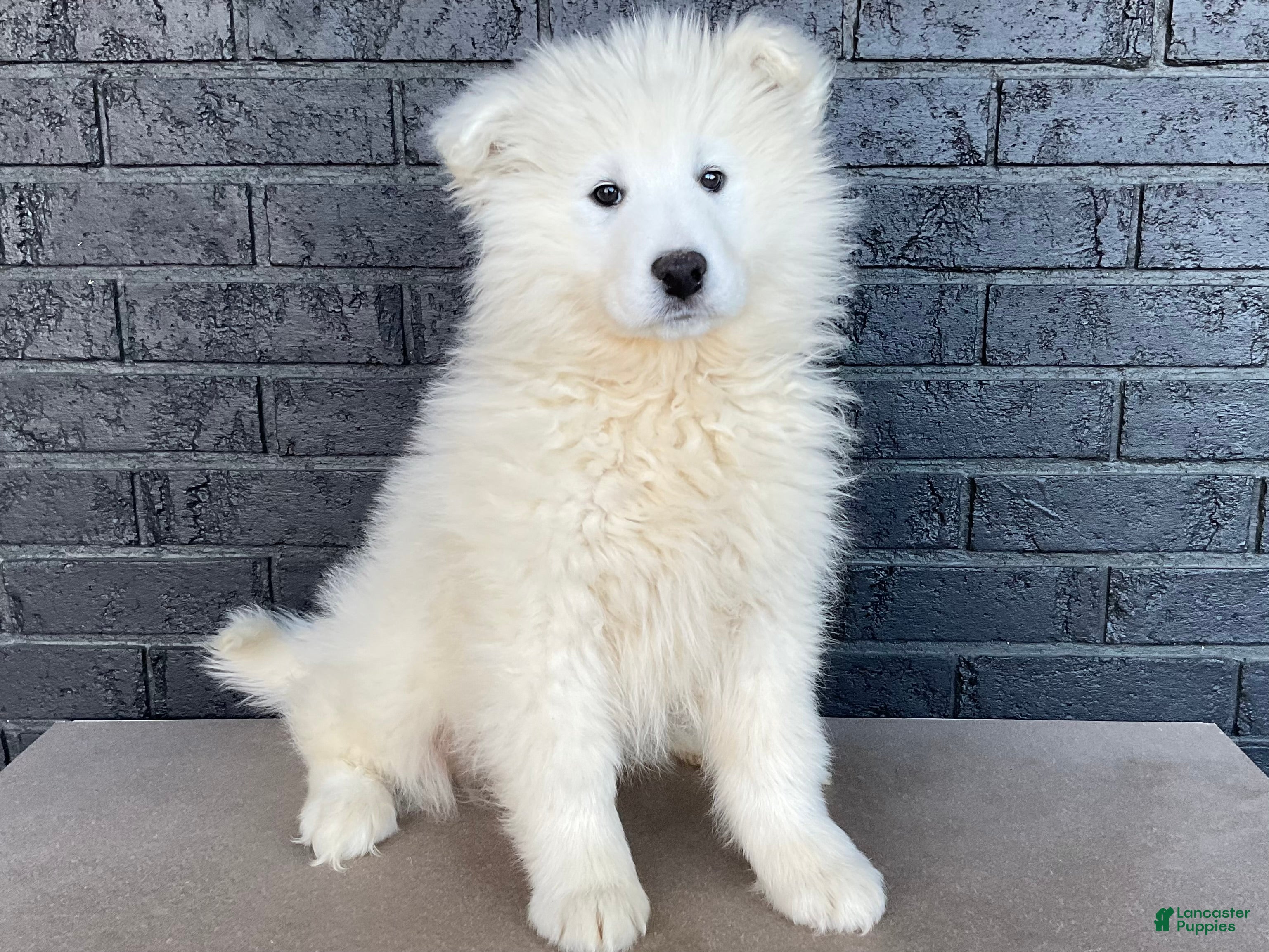 Samoyed dogs Sawyer - Ad 1