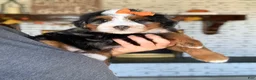 Bernedoodle dogs for sale: Maple - Ad 6