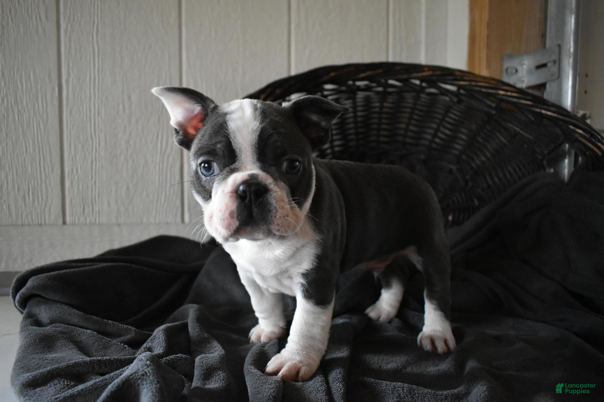 Frenchton dogs Reno - Ad 1
