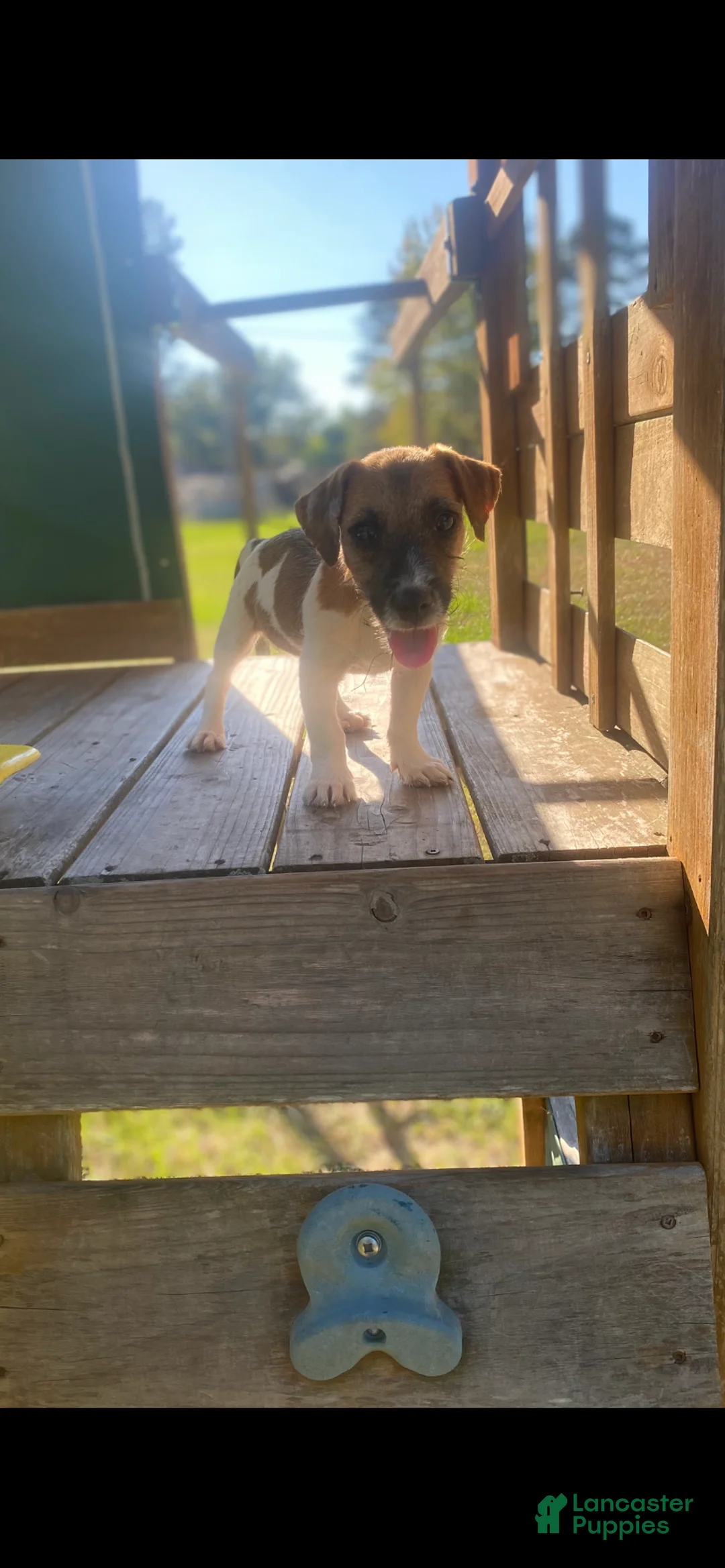 Jack Russell Terrier dogs for sale: Jack Russell Terrier Perry - Ad 1