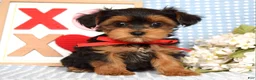 Yorkiepoo dogs for sale: Lance  - Ad 4