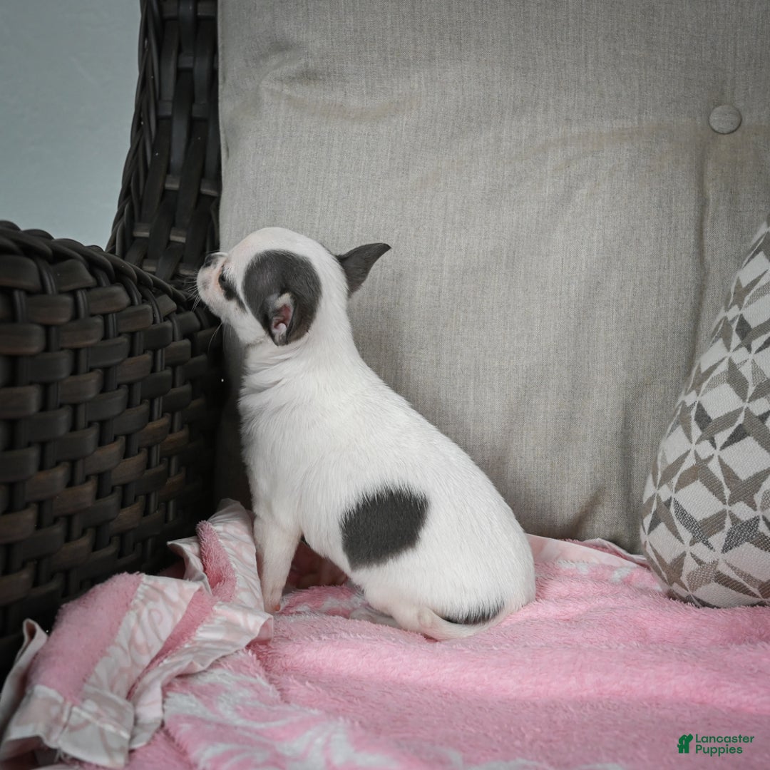 Chihuahua dogs for sale: Jake - Ad 4