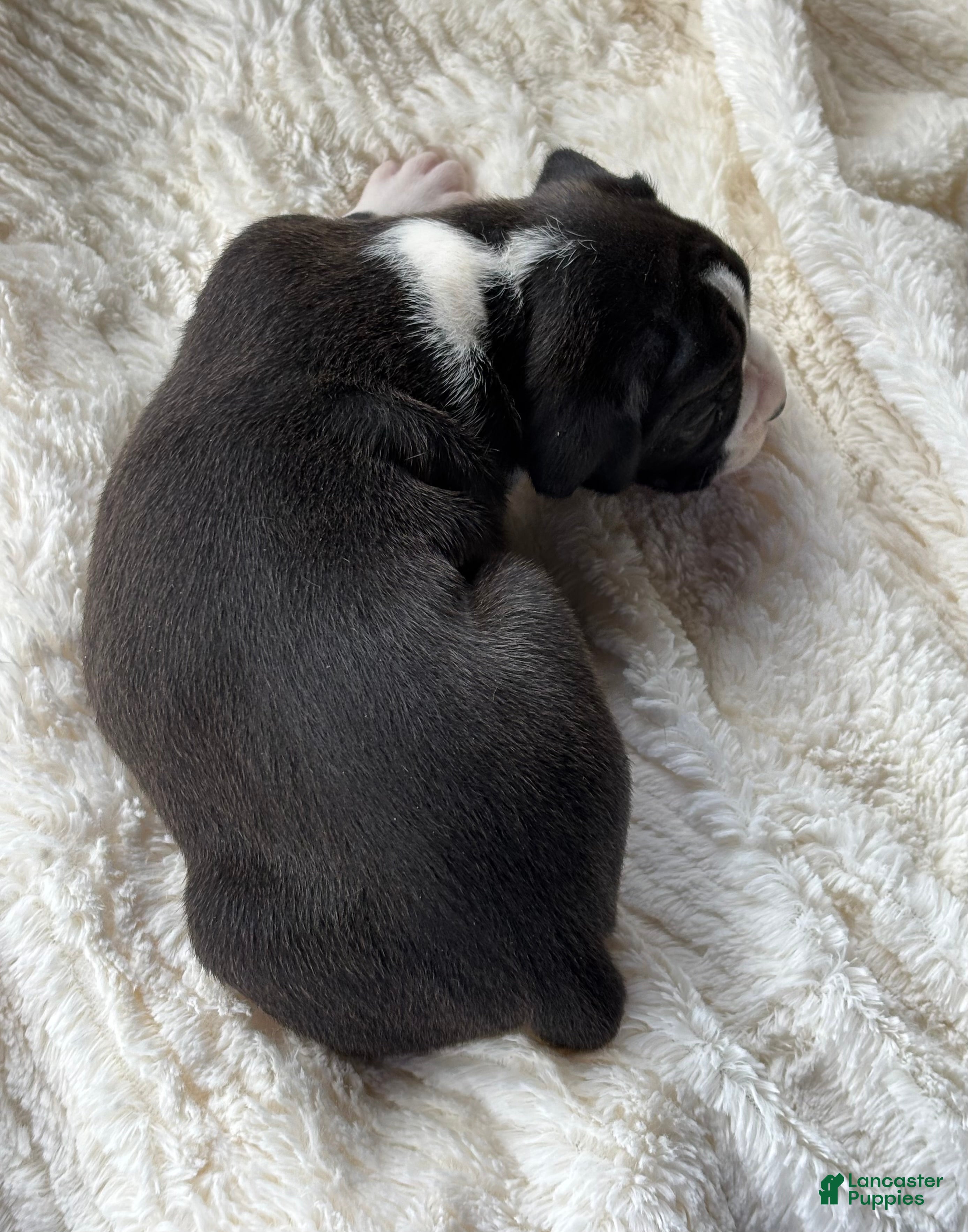 Boxer dogs Dozer - Ad 2