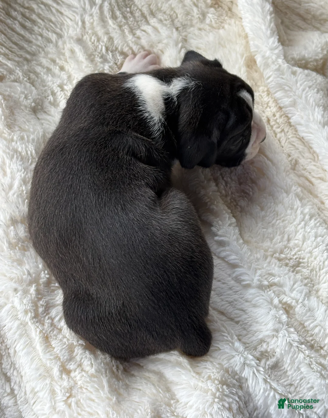 Boxer dogs for sale: Dozer - Ad 2