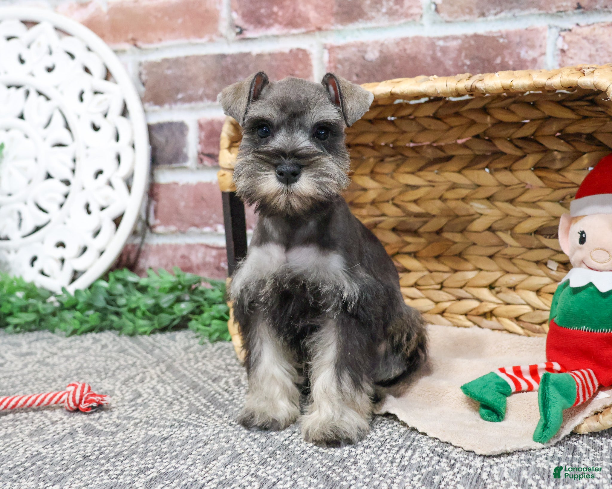 Miniature Schnauzer dogs Doris - Ad 40