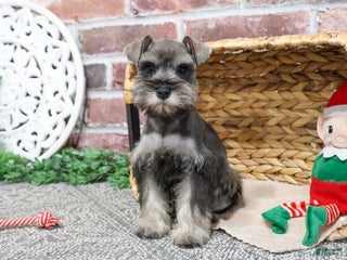 Miniature Schnauzer dogs Doris - Ad 20