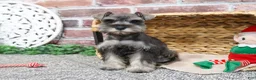 Miniature Schnauzer dogs for sale: Doris - Ad 12