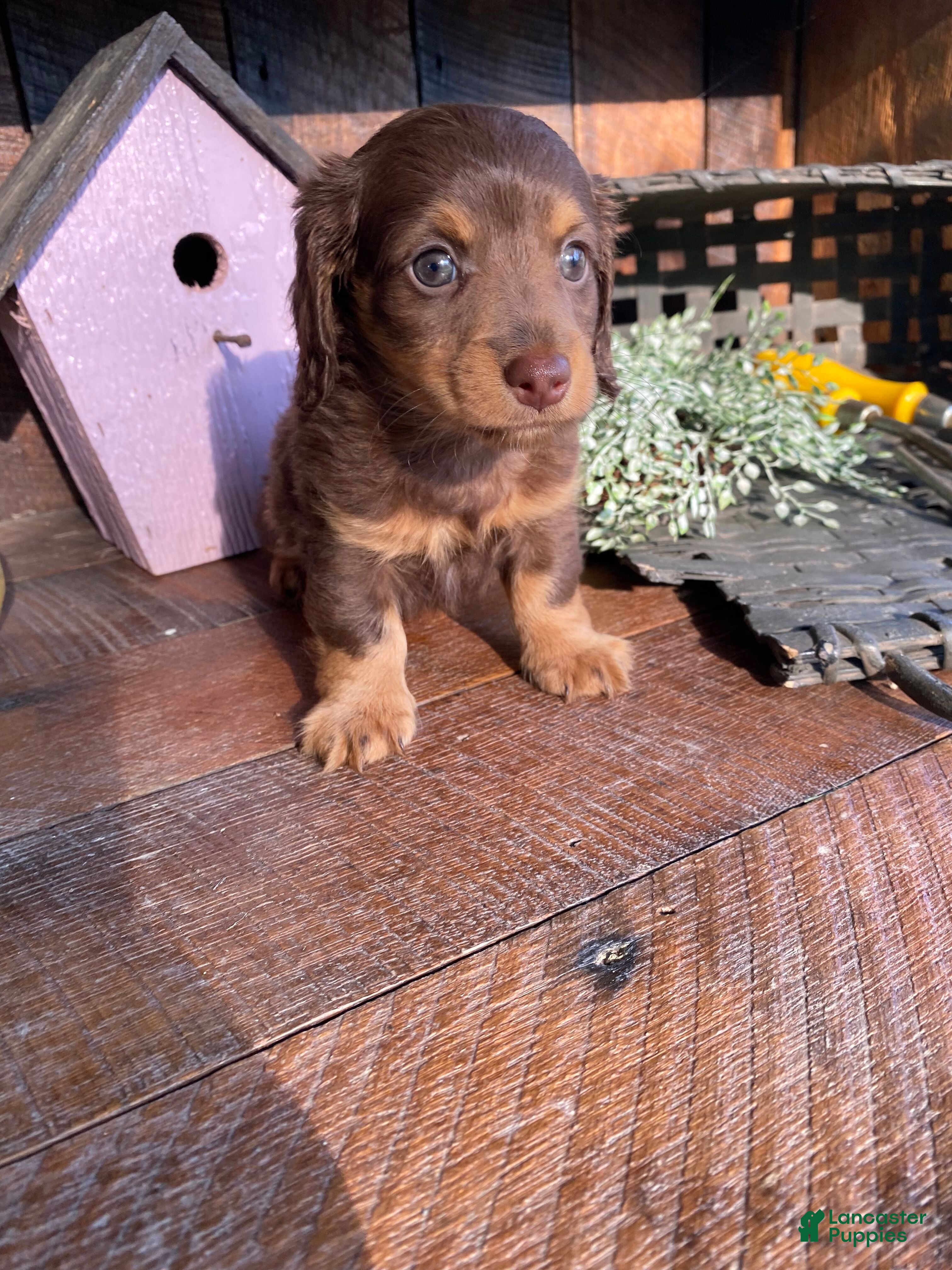 Miniature Dachshund dogs Rosie - Ad 1