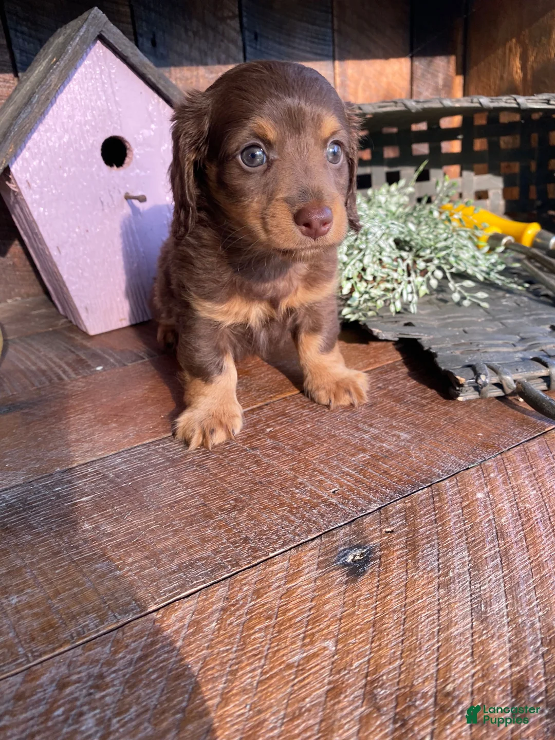 Miniature Dachshund dogs for sale: Rosie - Ad 1