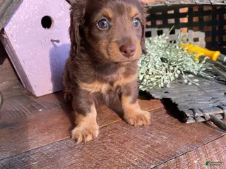 Miniature Dachshund dogs for sale: Rosie - Ad 1