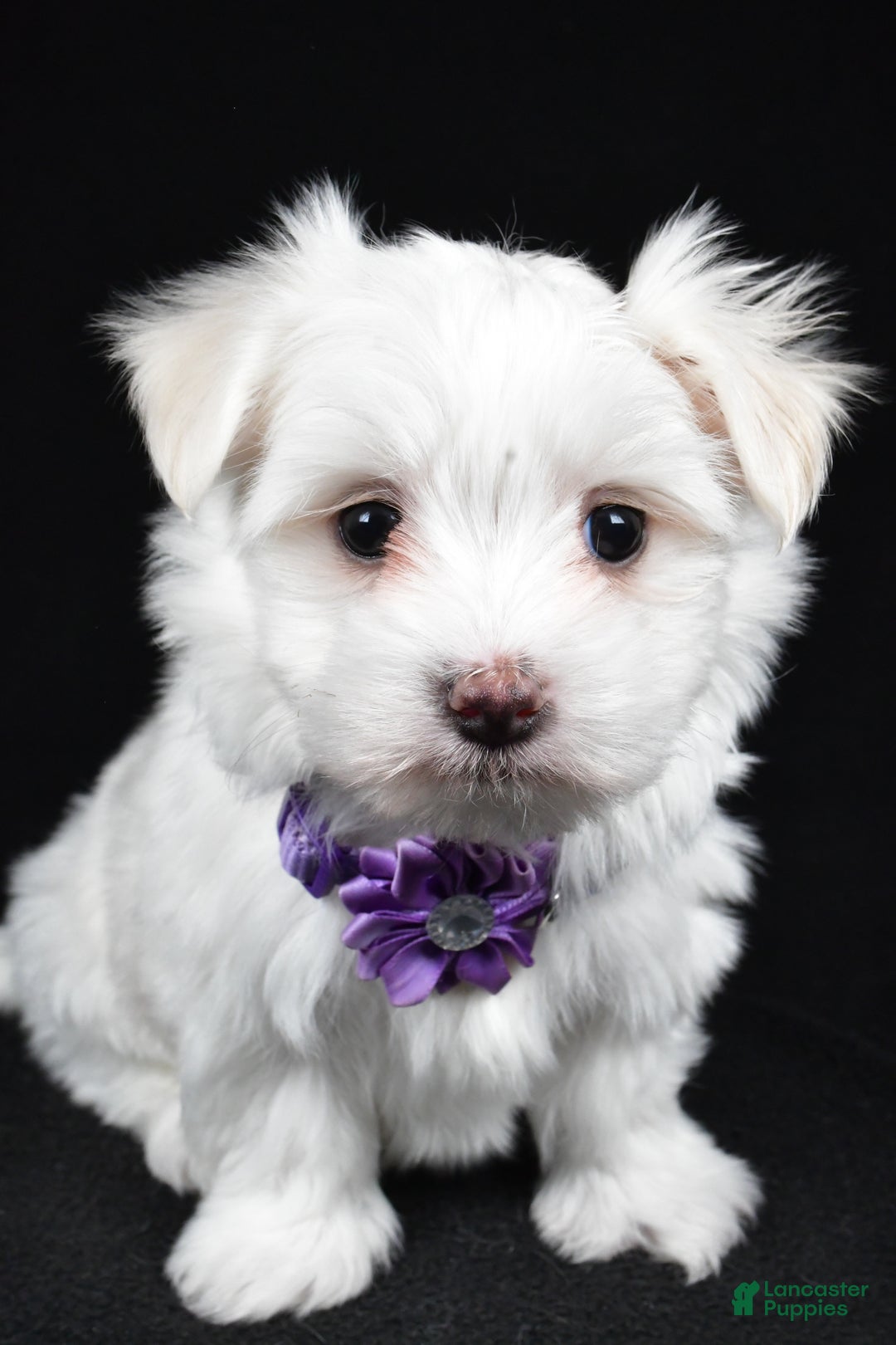 Maltese dogs for sale: Angie - Ad 5