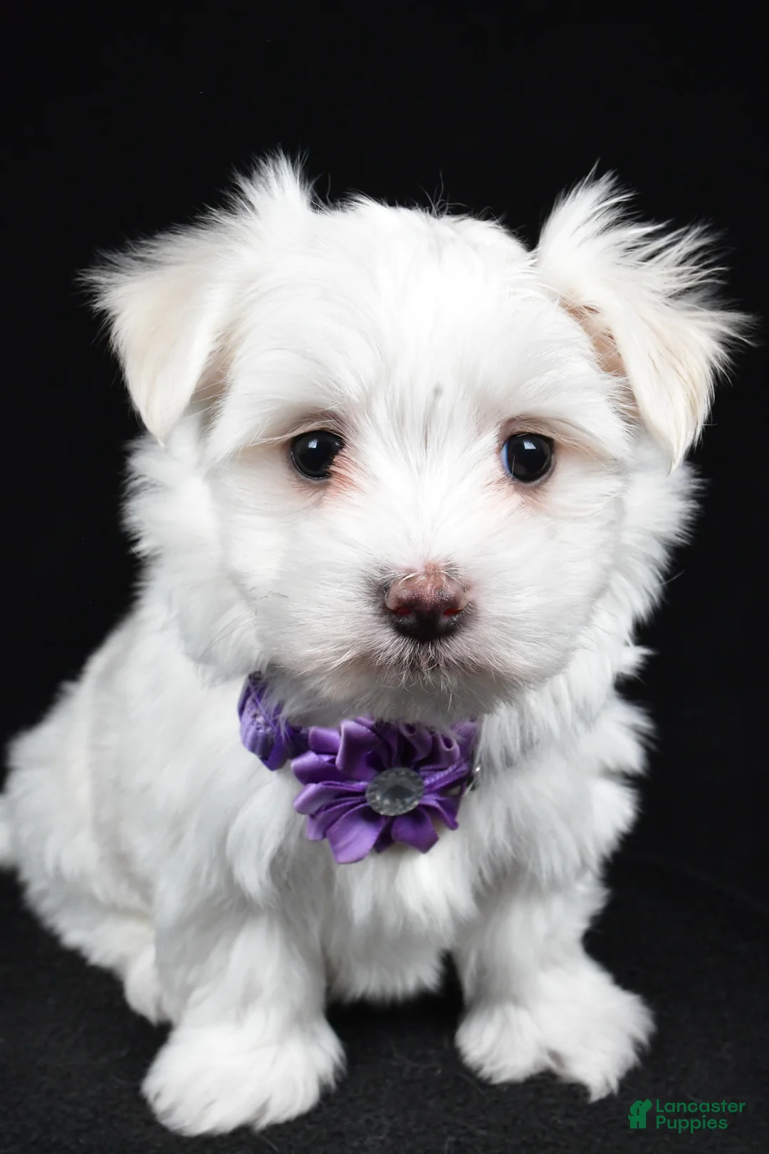 Maltese dogs for sale: Angie - Ad 5