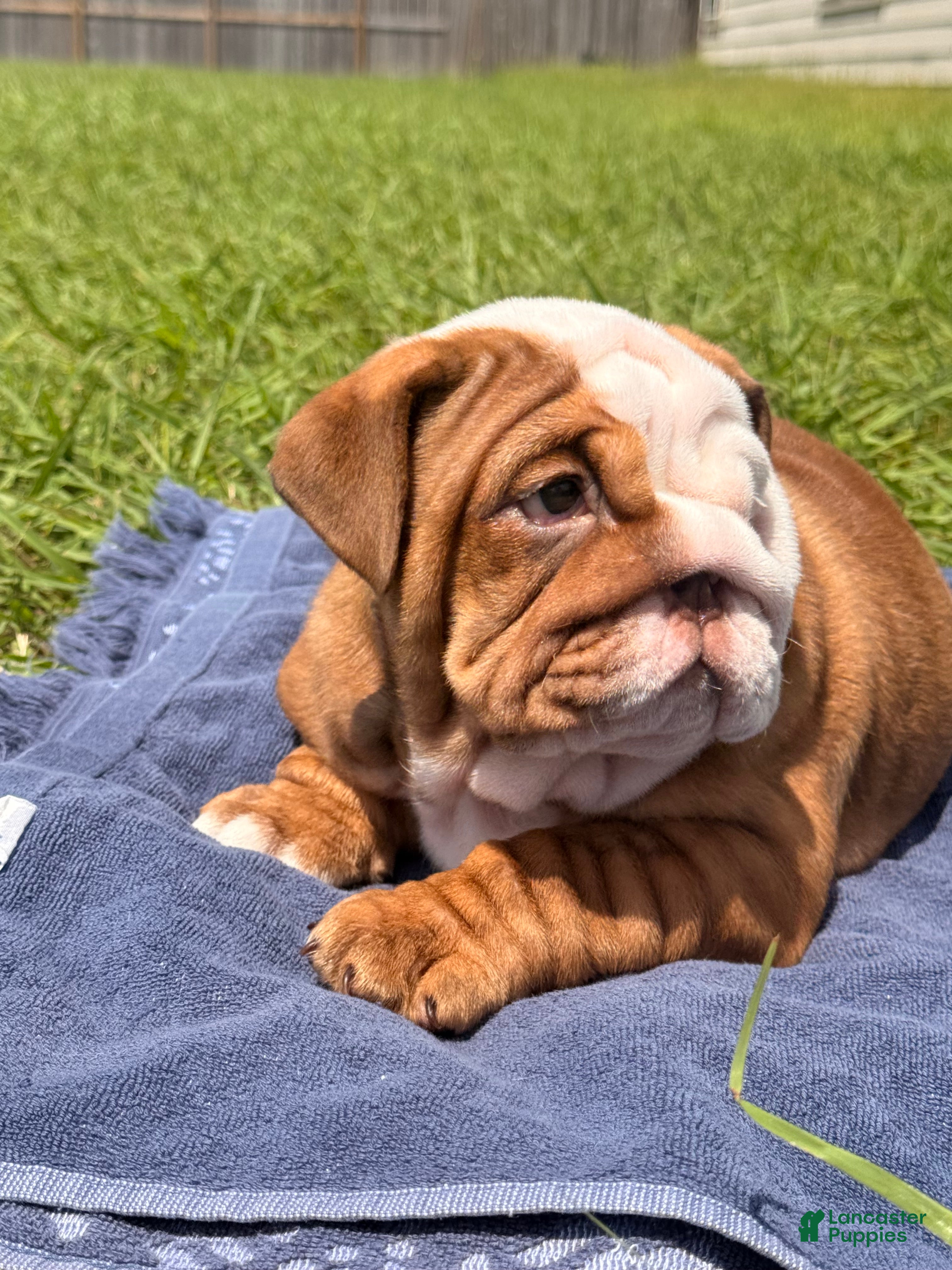 English Bulldog dogs Chunky Monkey - Ad 2