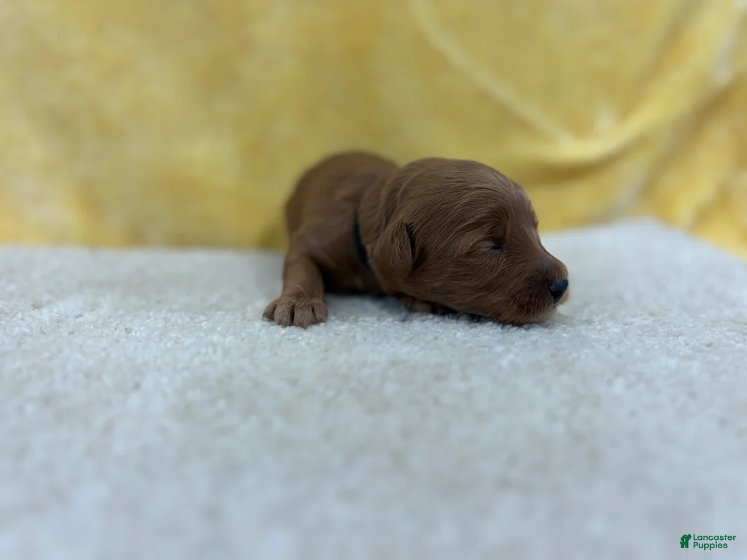 Mini Goldendoodle dogs for sale: Milo - Ad 2