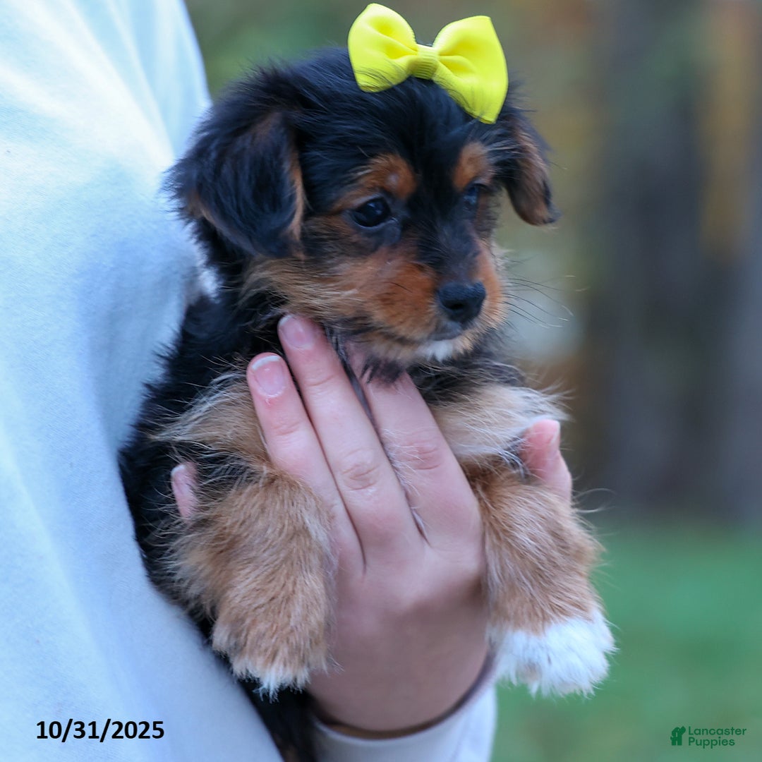 Yorkshire Terrier dogs for sale: Winston - Ad 13