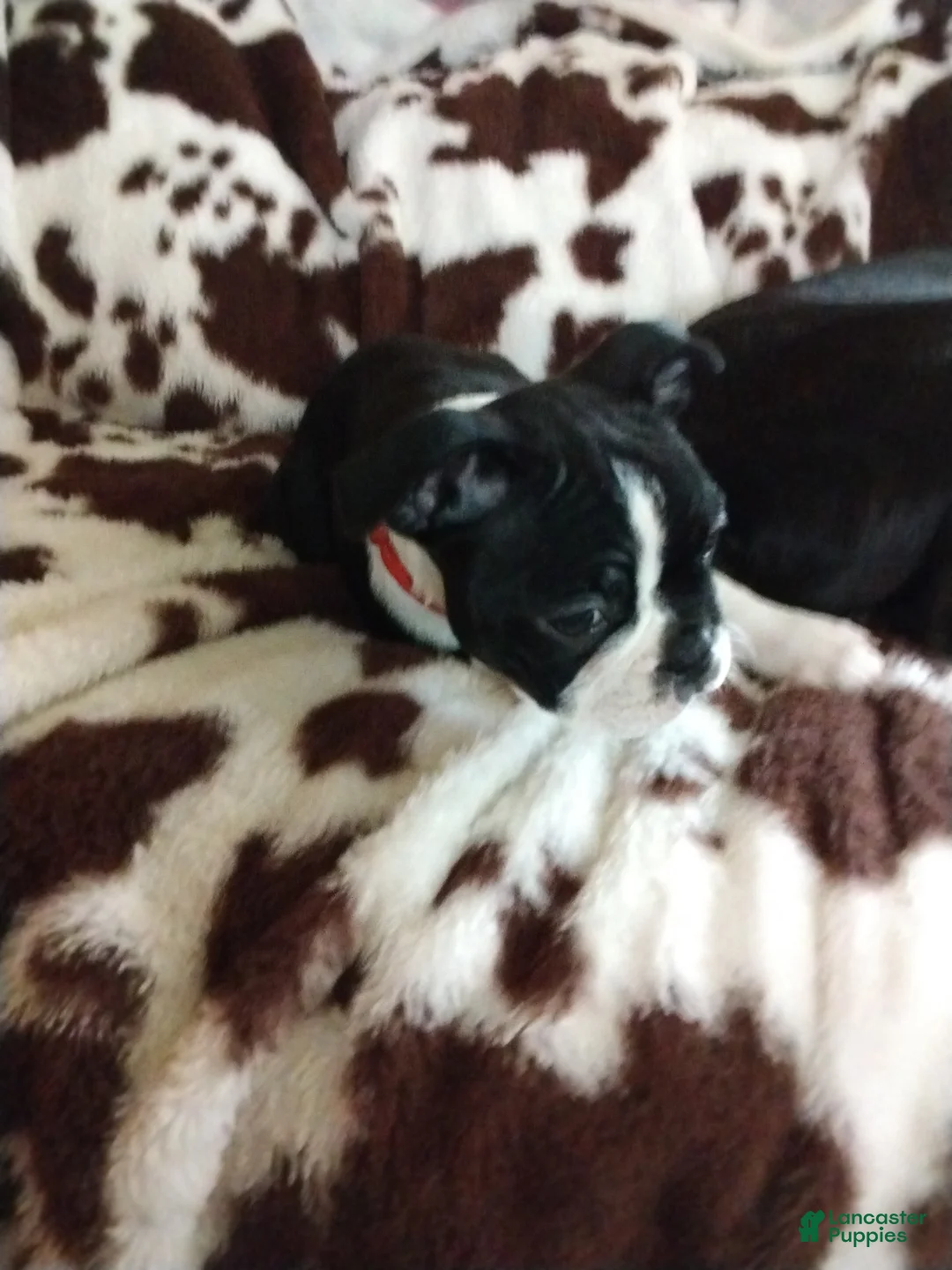 Boston Terrier dogs for sale: Boston Terrier Puppy 5 - Ad 2