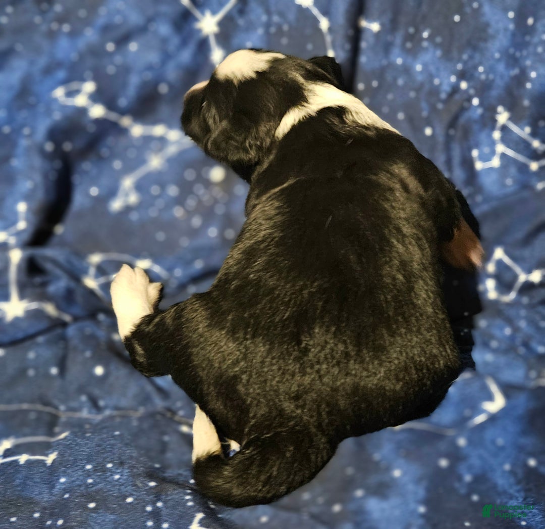 Border Collie dogs for sale: Kumba (Call-Text) - Ad 4