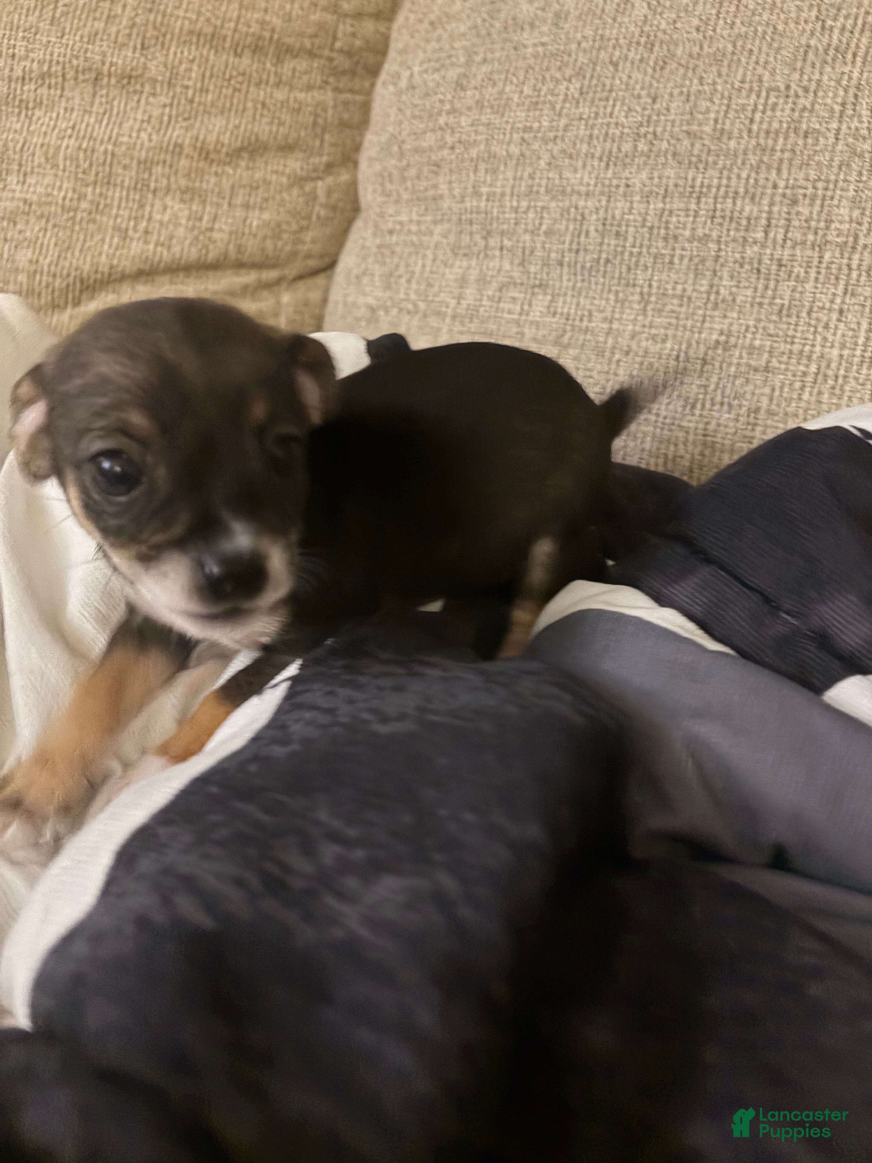 Chihuahua dogs Dexter - Ad 2