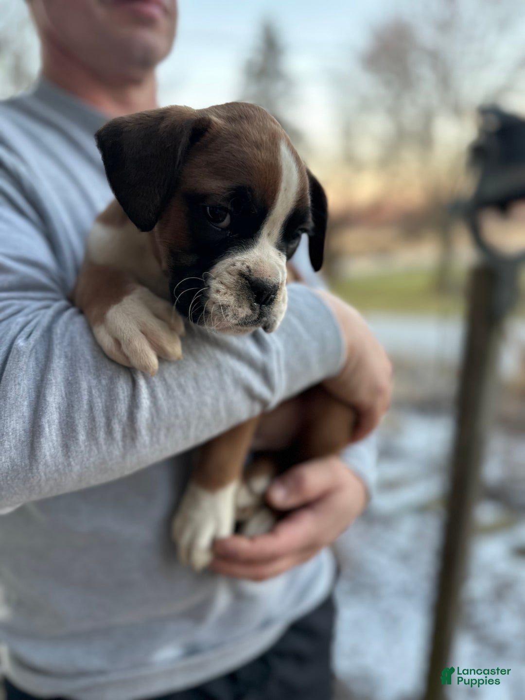 Boxer dogs for sale: Sade - Ad 1