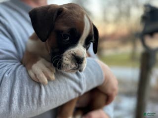 Boxer dogs Sade - Ad 41