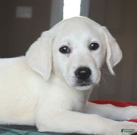 Labrador Retriever dogs Captain - Champion lines - Ad 2