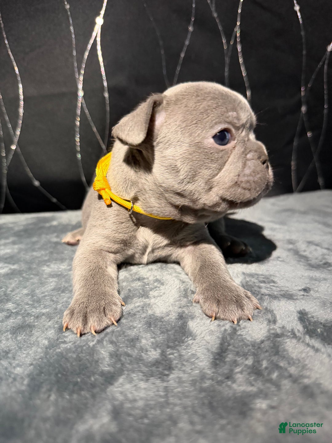 French Bulldog dogs for sale: KALI - Ad 4