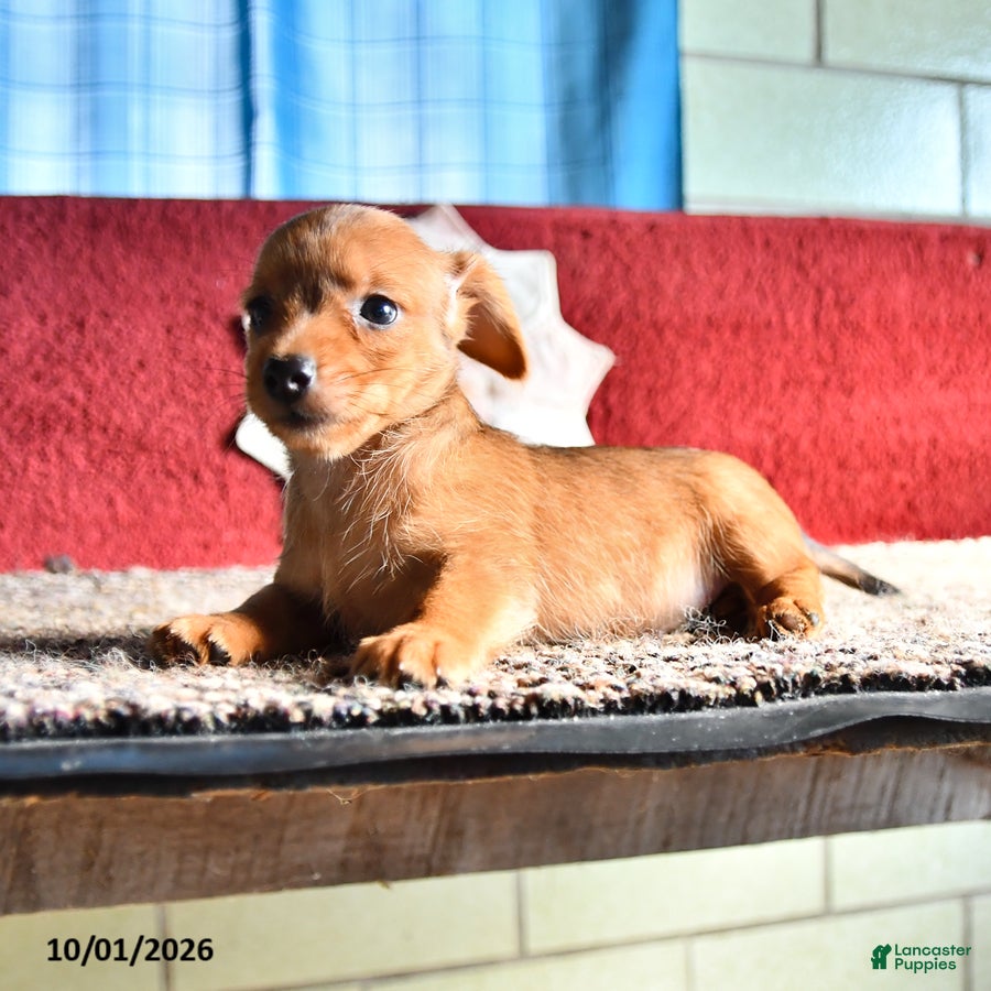 Mixed Breed dogs Katie - Ad 2