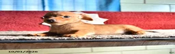 Mixed Breed dogs for sale: Katie - Ad 2