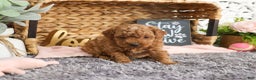 Mini Goldendoodle dogs for sale: Mary - Ad 2