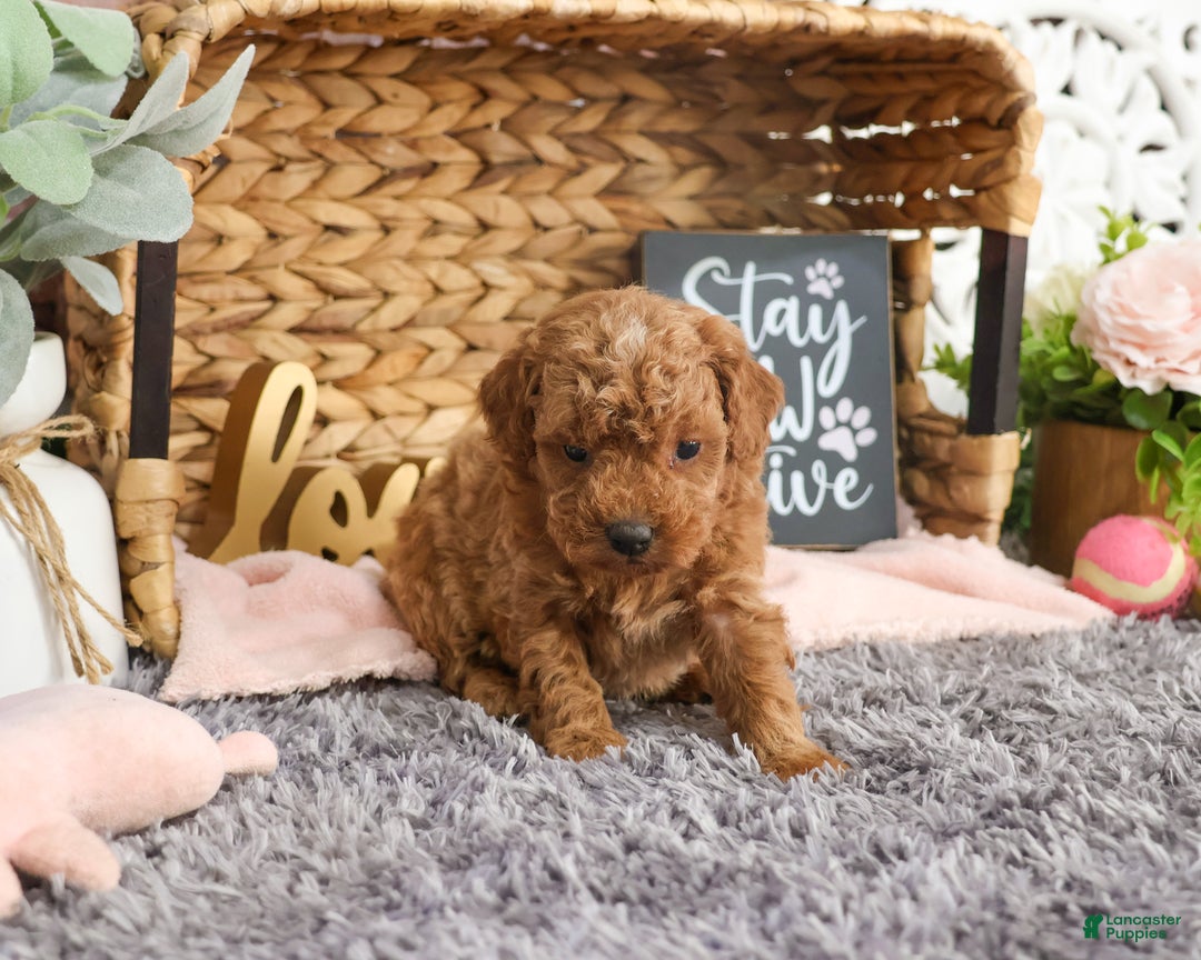 Mini Goldendoodle dogs for sale: Mary - Ad 2