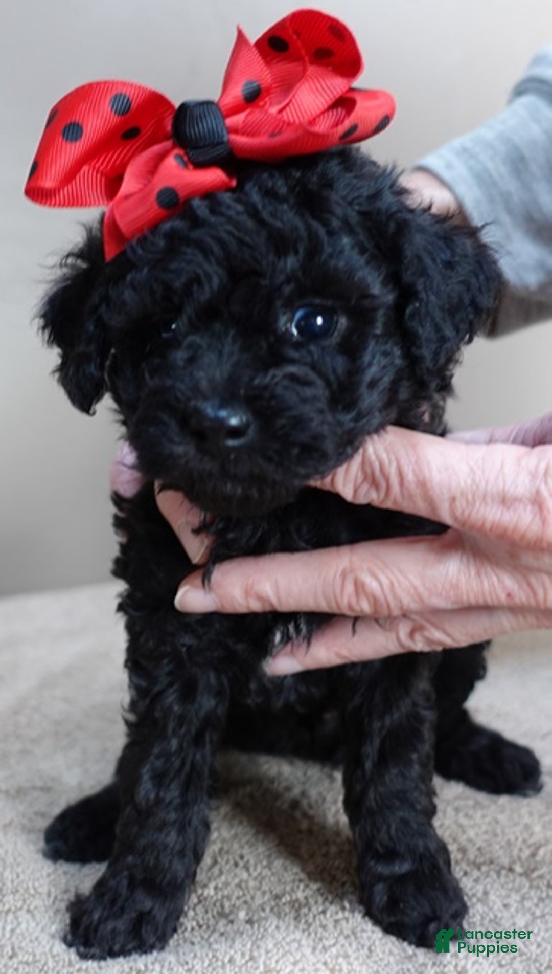 Toy Poodle dogs for sale: Kaida solid black - Ad 10