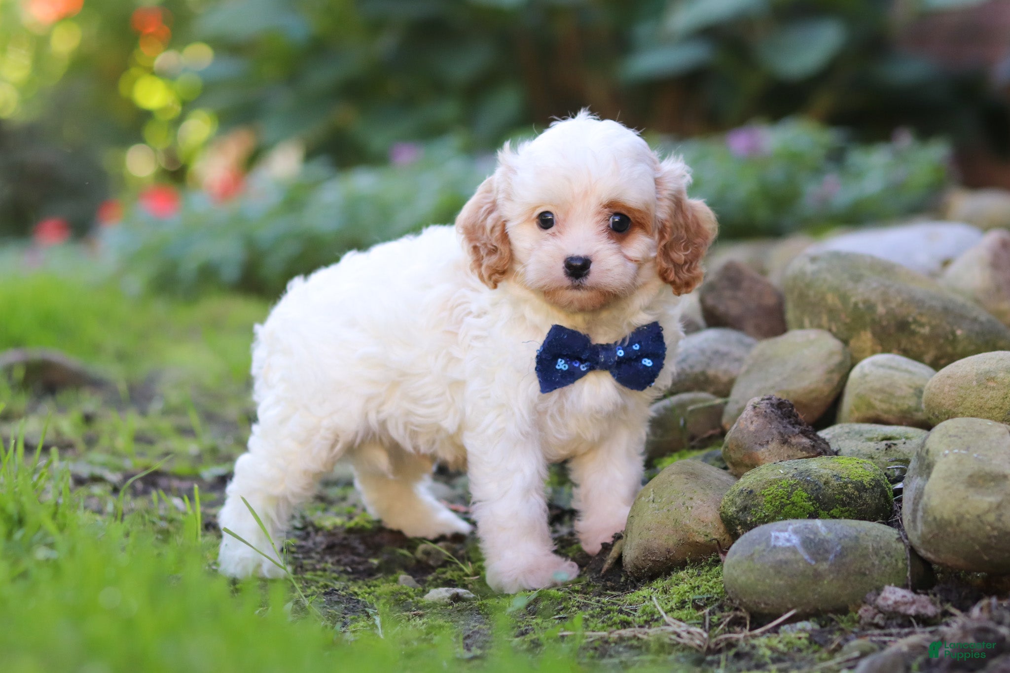 Cavapoo dogs Hudson - Ad 1
