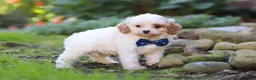 Cavapoo dogs for sale: Hudson - Ad 1