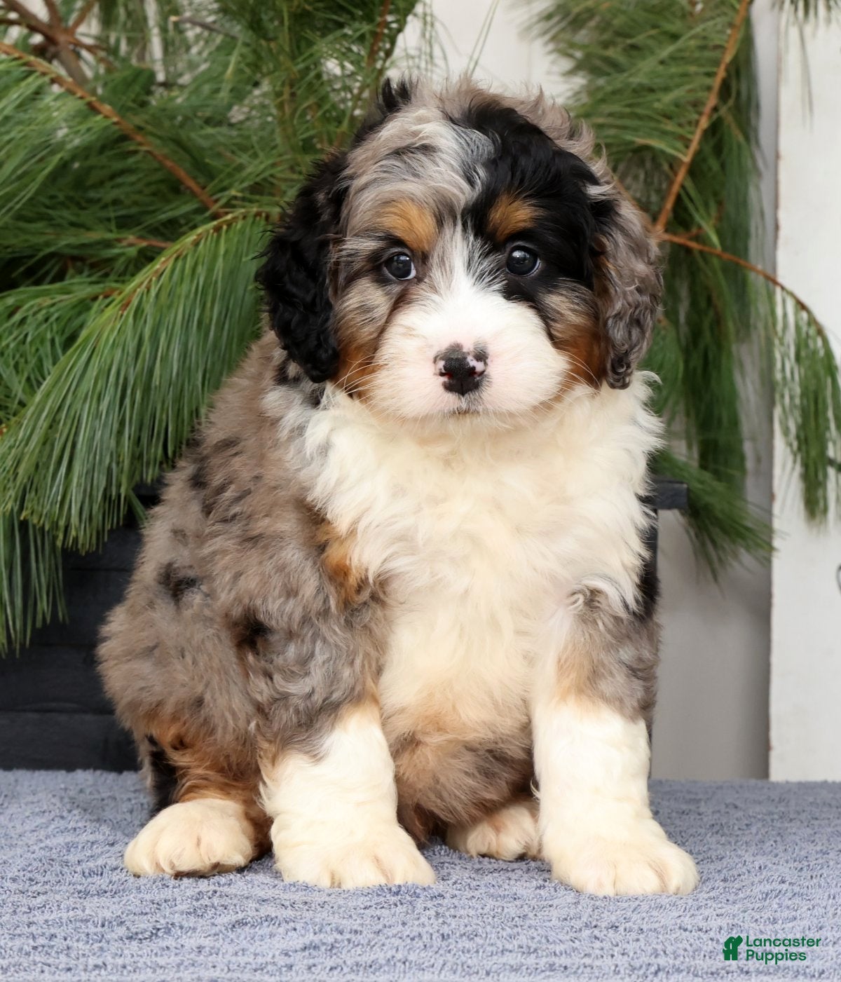 Mini Bernedoodle dogs Talon - Ad 2