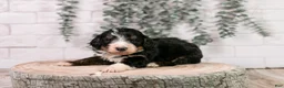 Bernedoodle dogs for sale: Axel - Ad 6