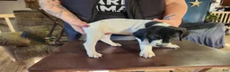 German Shorthaired Pointer dogs for sale: German Shorthaired Pointer 2 - Ad 3