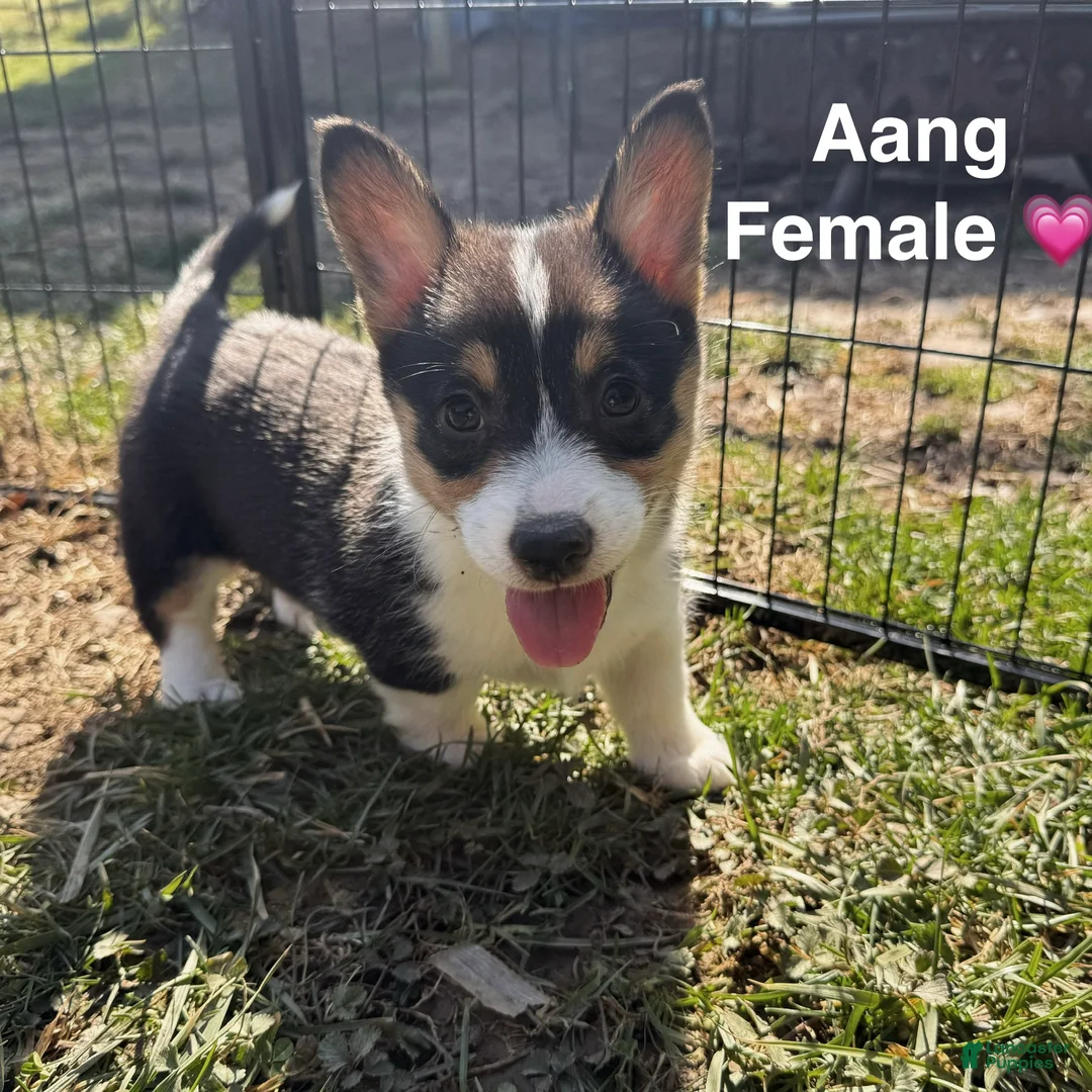 Welsh Corgi Pembroke dogs for sale: Aang - Ad 1