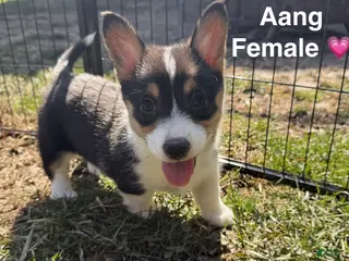 Welsh Corgi Pembroke dogs Aang - Ad 30