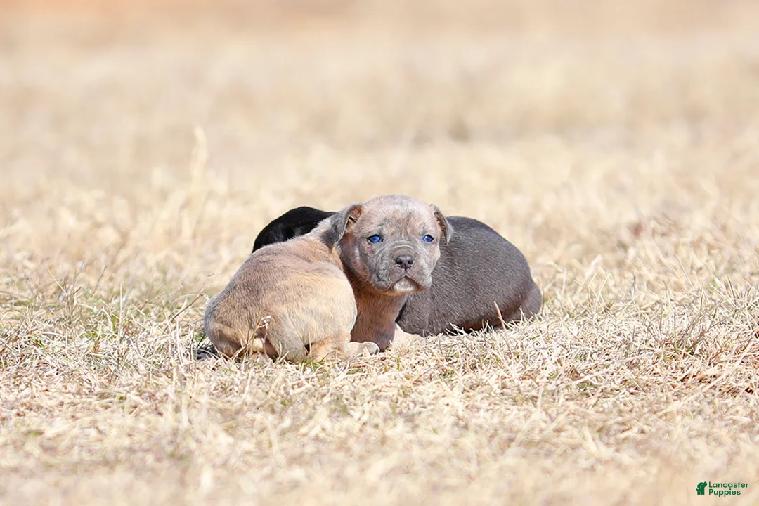 Mixed Breed dogs for sale: Junco - European Doberdane Blue Brindle! - Ad 4