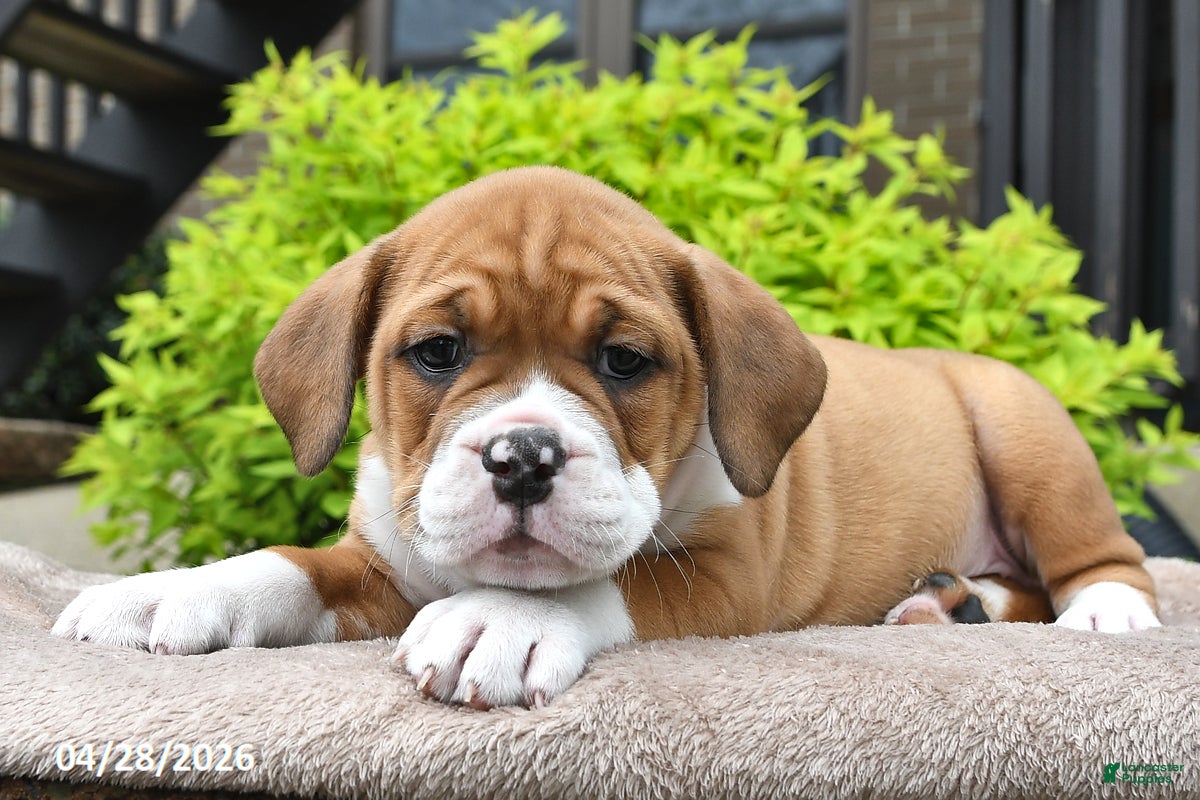 Beabull dogs Mindy - Ad 1