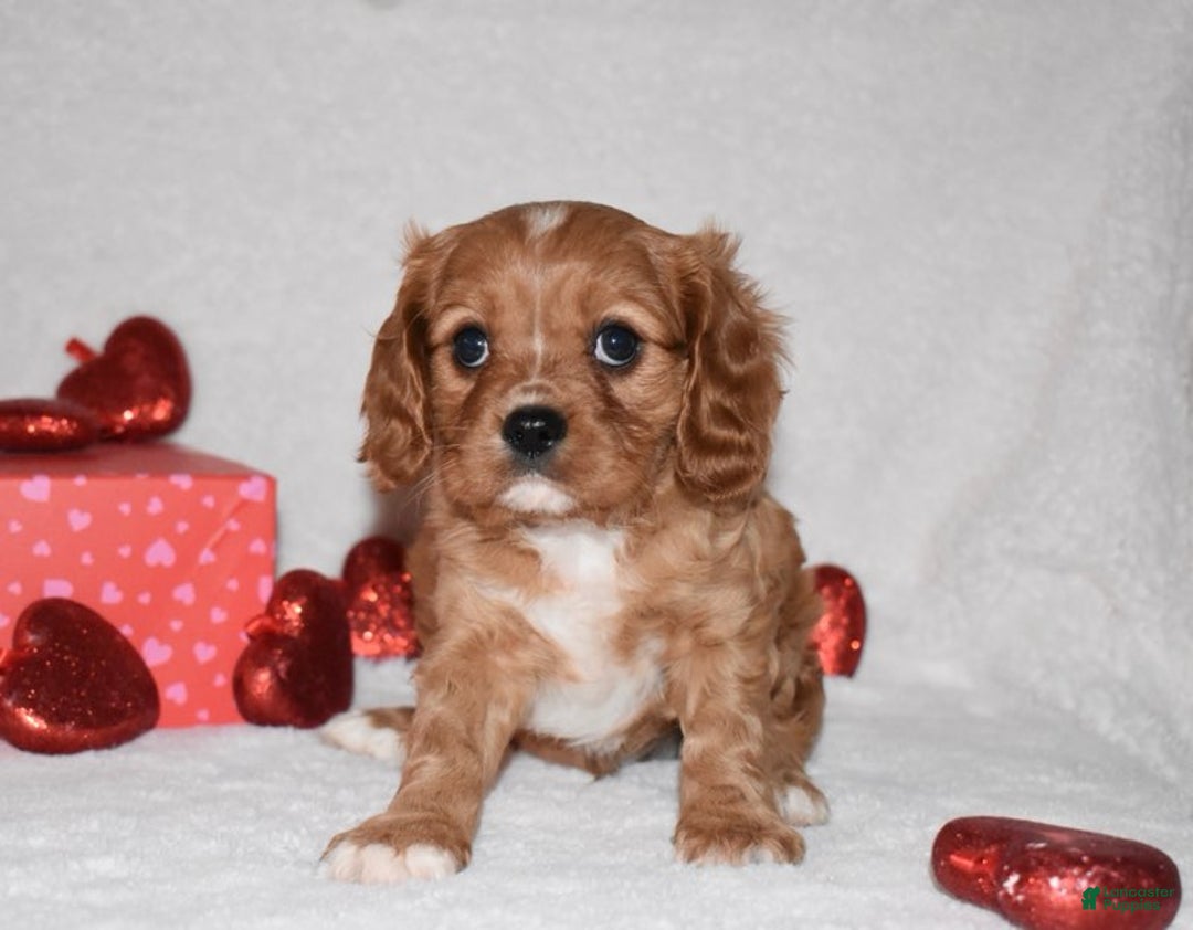 Cavalier King Charles Spaniel dogs for sale: Oscar - Ad 9