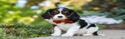 Cavalier King Charles Spaniel dogs for sale: Skylar - Ad 7