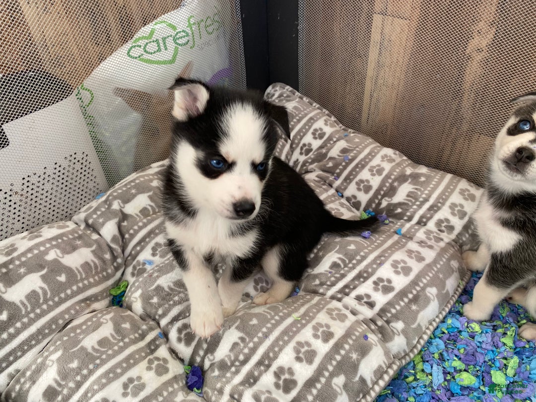 Pomsky dogs for sale: Snickers - Ad 3