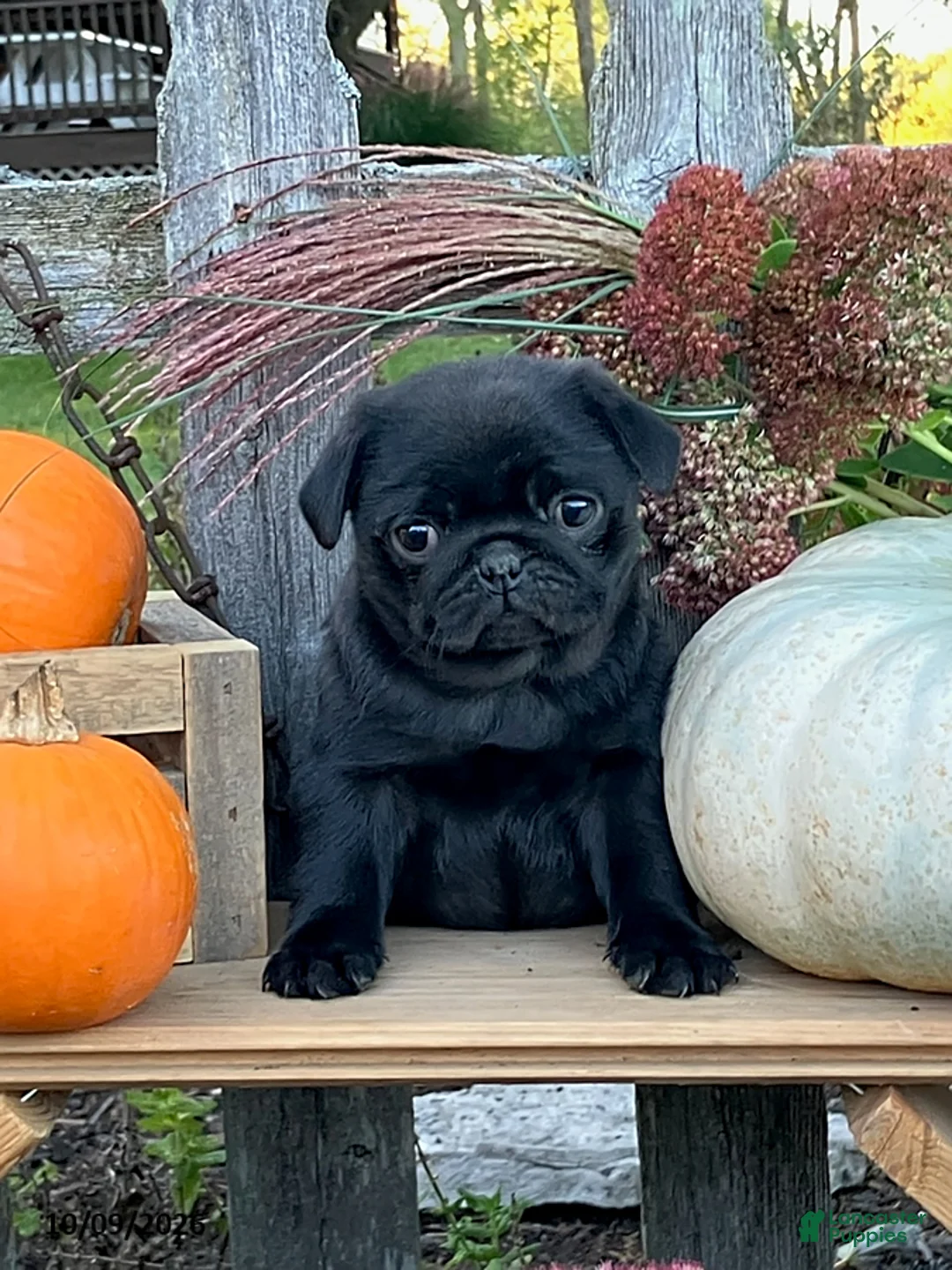 Pug dogs for sale: Cocoa - Ad 2