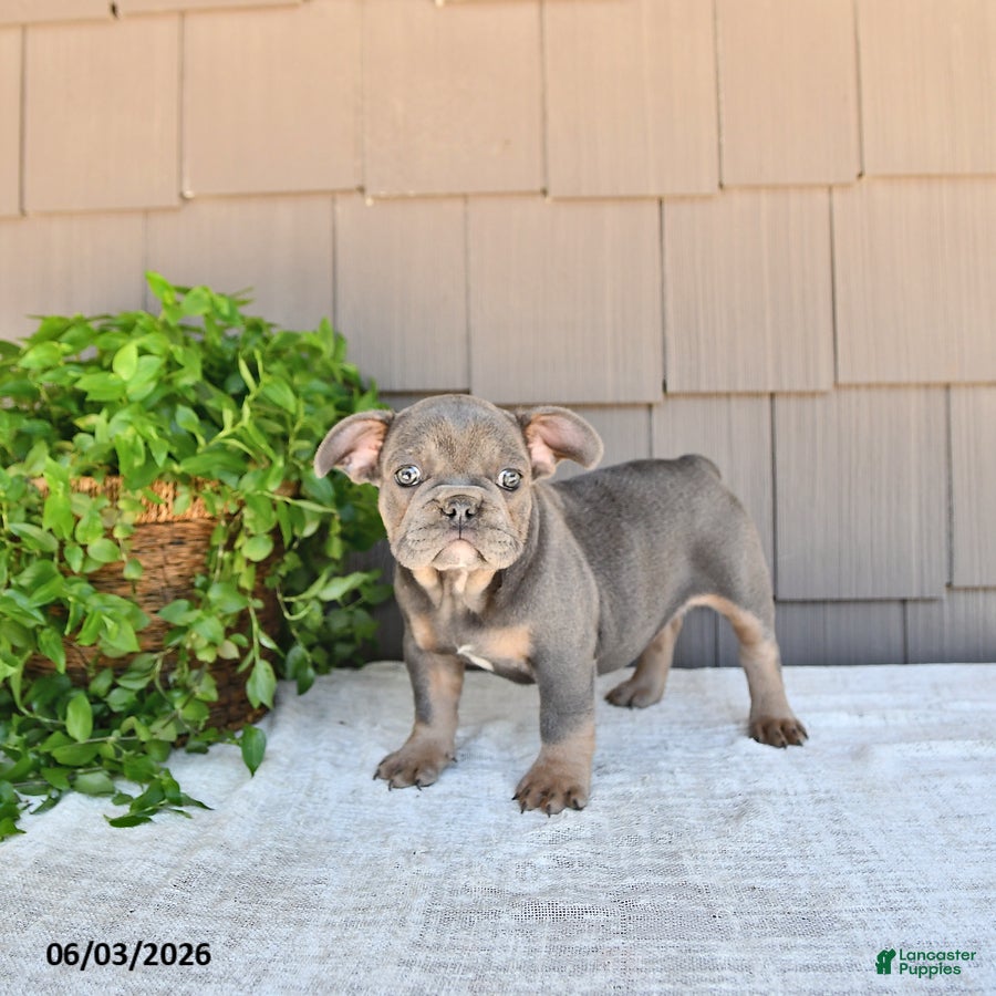French Bulldog dogs for sale: Twila - Ad 2