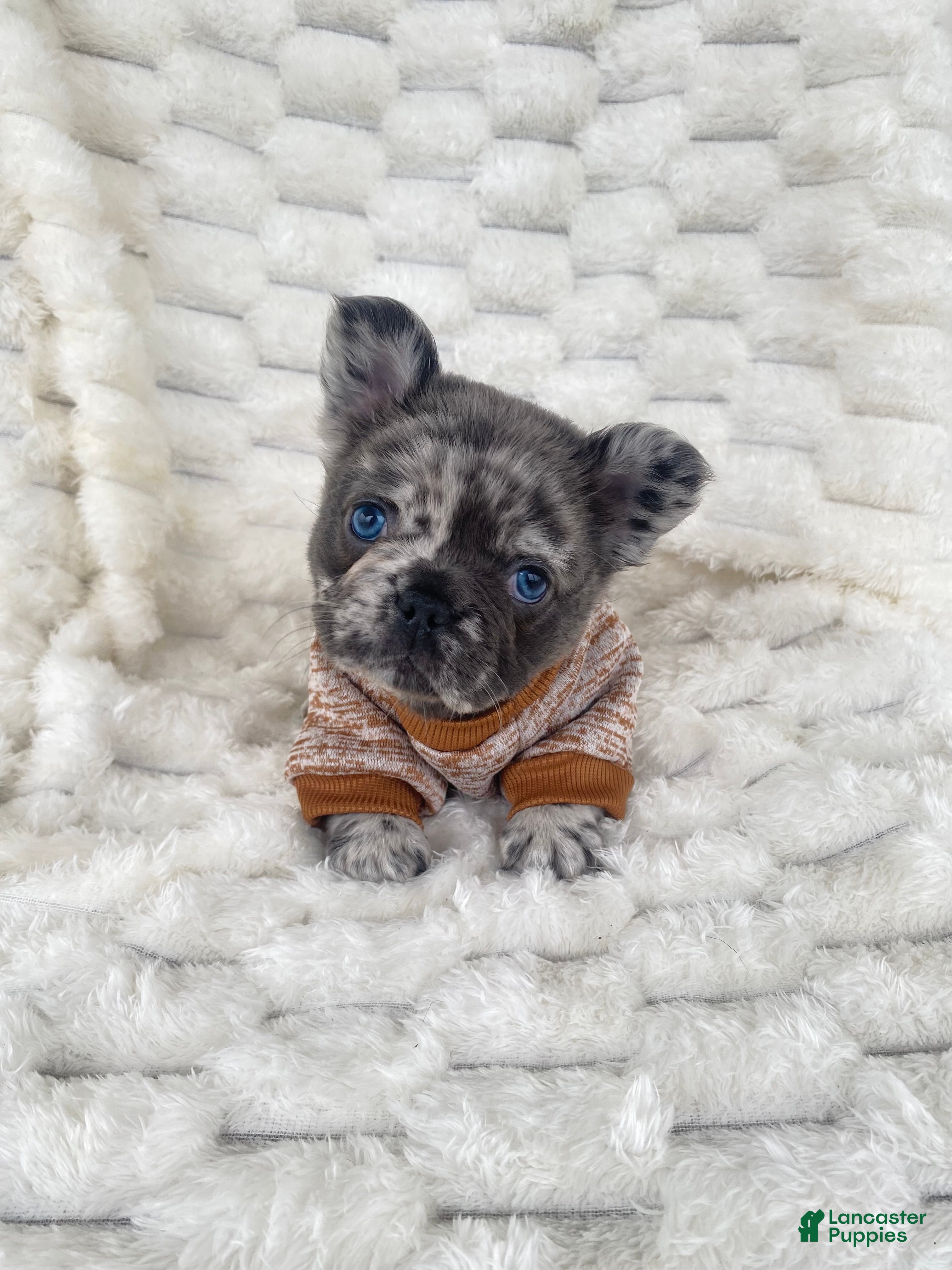 French Bulldog dogs French Bulldog 2 - Ad 28
