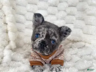 French Bulldog dogs French Bulldog 2 - Ad 28