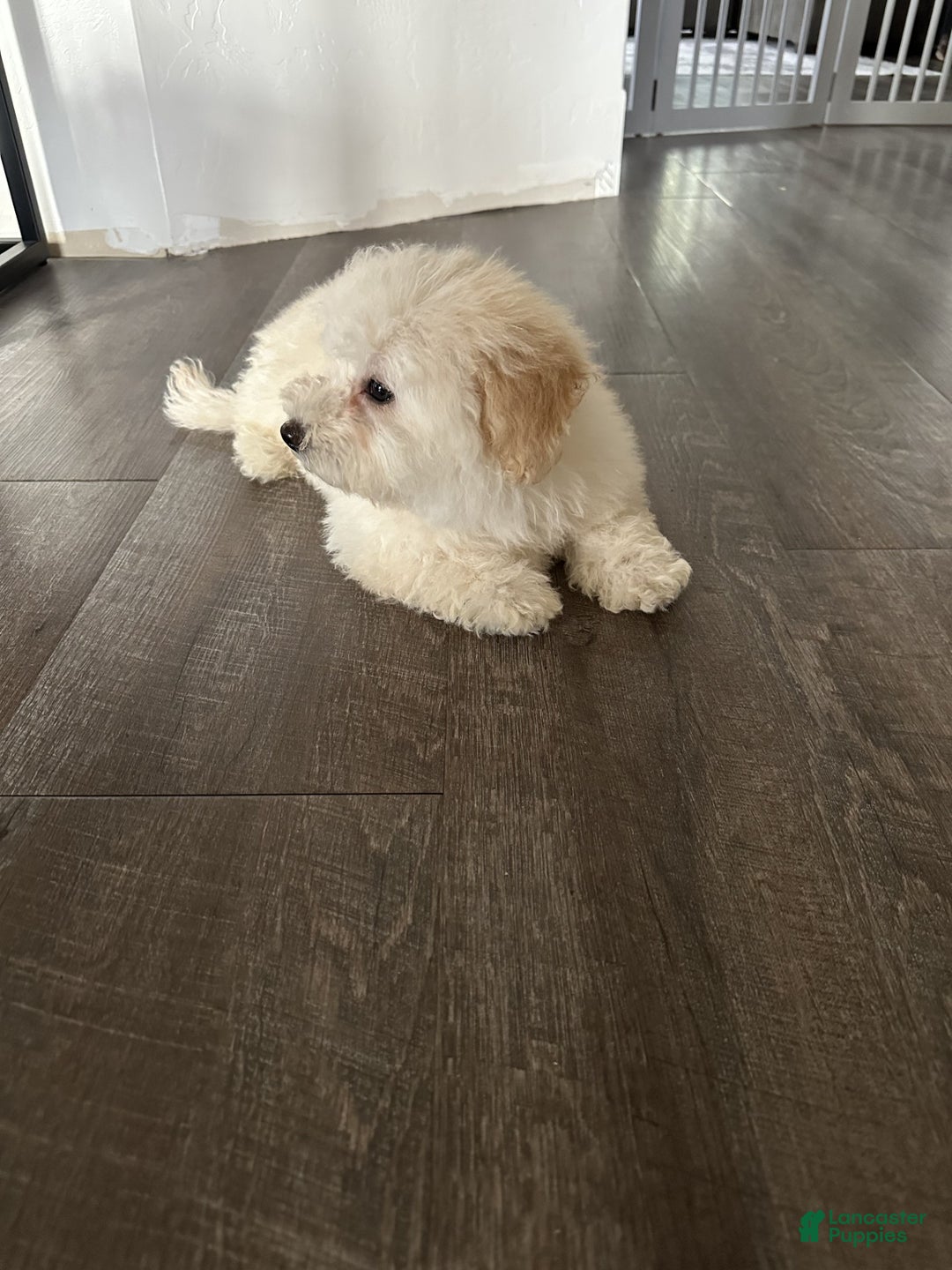 Bichpoo dogs for sale: terra - Ad 3