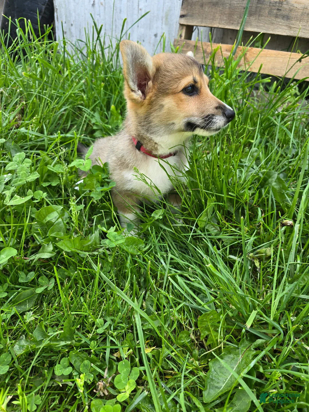 Welsh Corgi Pembroke dogs for sale: Welsh Corgi Pembroke Puppy 5 - Ad 2