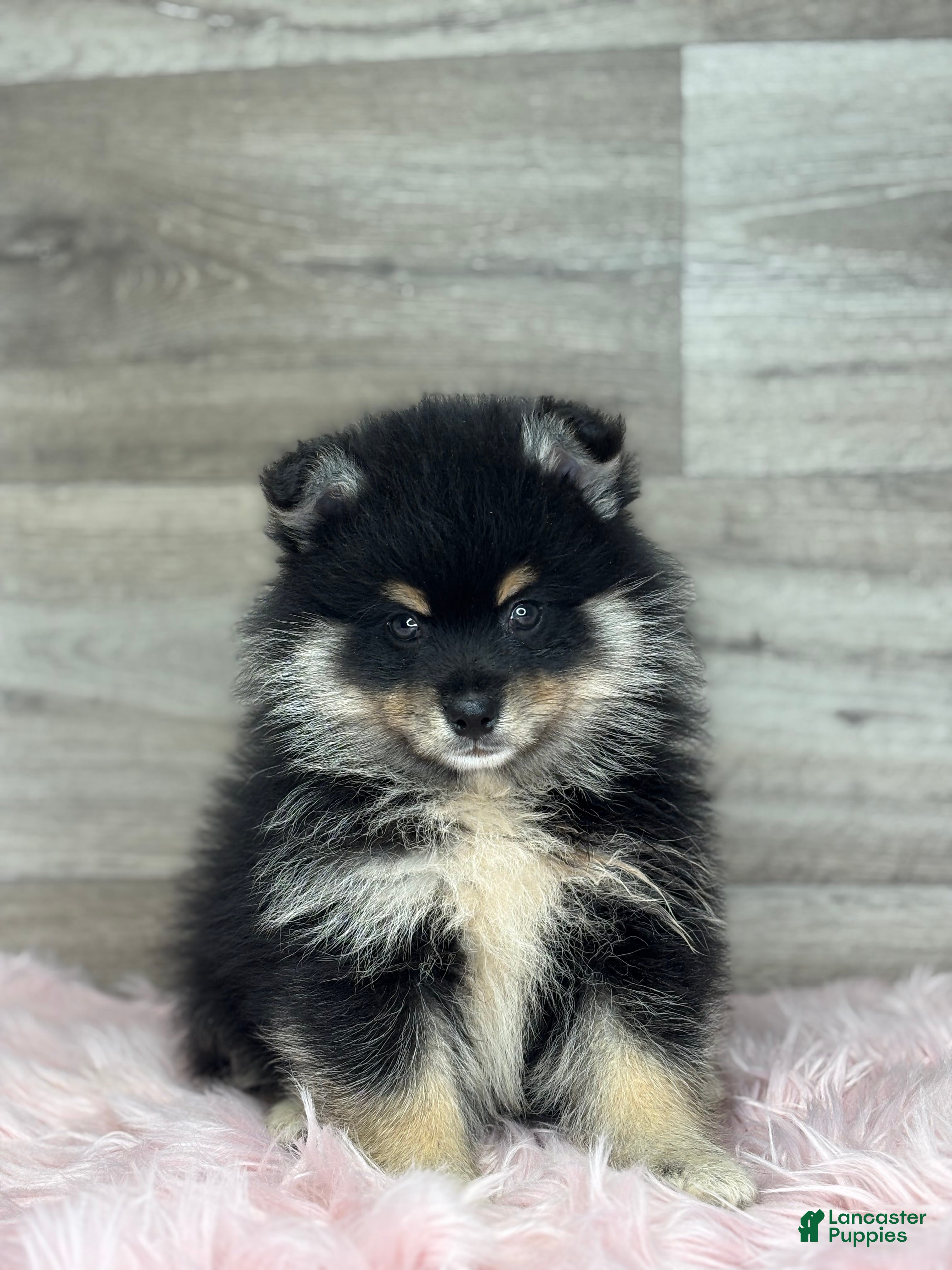 Pomsky dogs Sawyer - Ad 1